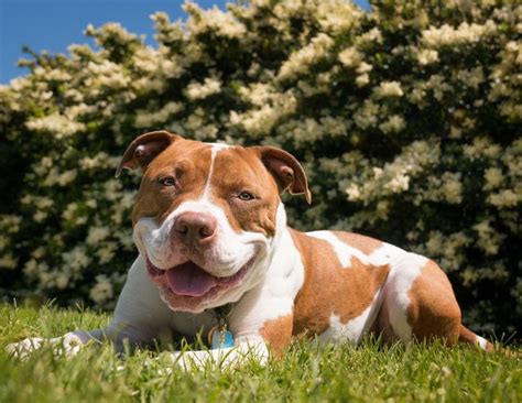 Dog trainer in wymondham, norfolk. Pets for Adoption at Norfolk Animal Care Center, in ...