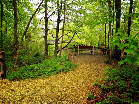 Firewood can look normal, but still be. Forest park bridge trees landscape wallpaper | 3648x2736 ...