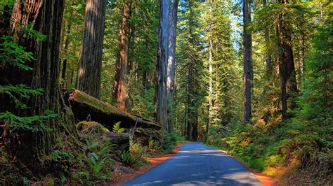 8K Ultra HD Nature Wallpapers - Top Free 8K Ultra HD Nature Backgrounds - WallpaperAccess