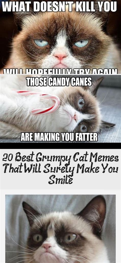 Best Grumpy Cat Memes That Will Surely Make You Smile Cat Memes My