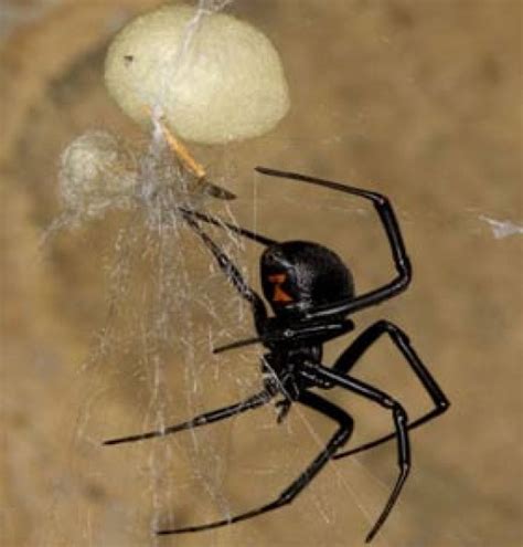 Black widow spiders are considered venomous spiders in north america. Most Dangerous Spiders in California | Owlcation