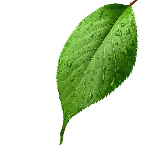 Download Leaf Apple Light Leaves Drop Dew Green Hq Png Image Freepngimg