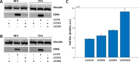 In an animal of large size, the size of the cells is not increased but the number increases. Figures and data in Cell size sensing in animal cells ...