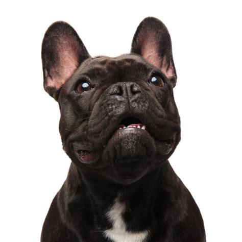 Shocked Dog Face Stock Photos Pictures And Royalty Free Images Istock