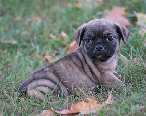 Puggle For Sale Sugarcreek Oh Male Shadow Ac Puppies Llc
