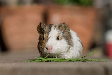 Guinea pig litters typically range from 3 to 4 pups. How Many Babies Do Guinea Pigs Have? - Guinea Pig Hub