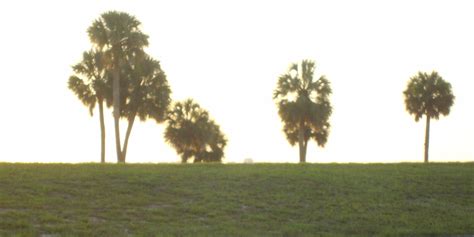 We're family owned and operated, and committed. Melbourne, FL | Plants, Flowers, Dandelion
