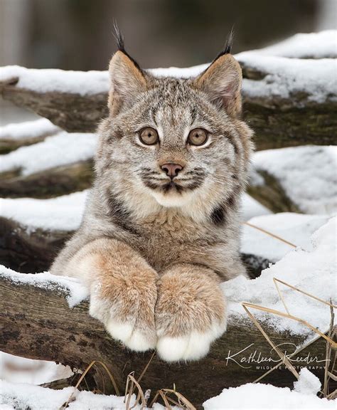 Pin on Big Cats