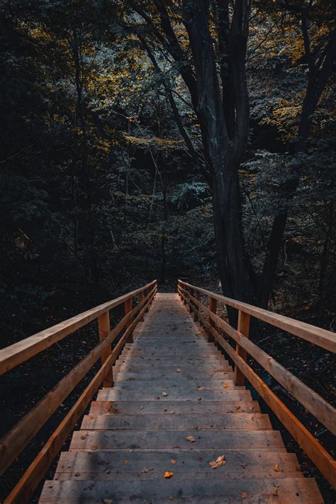 Photo Of Wooden Stairs In Forest · Free Stock Photo