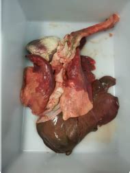 Respiratory System - My Science Portfolio