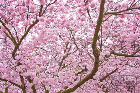 Cherry Blossom Tree | Cherry blossom tree, Blossom trees, Cherry blossom meaning