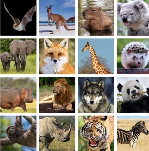 List 103 Pictures Mammals Photos Stock Images Full Hd 2k 4k