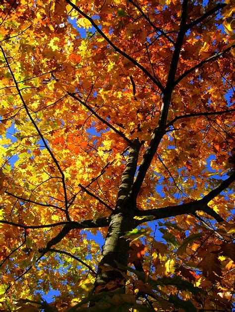 Maple Tree Autumn · Free Photo On Pixabay