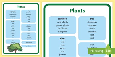Year 2 Plants Scientific Vocabulary Poster Teacher Made