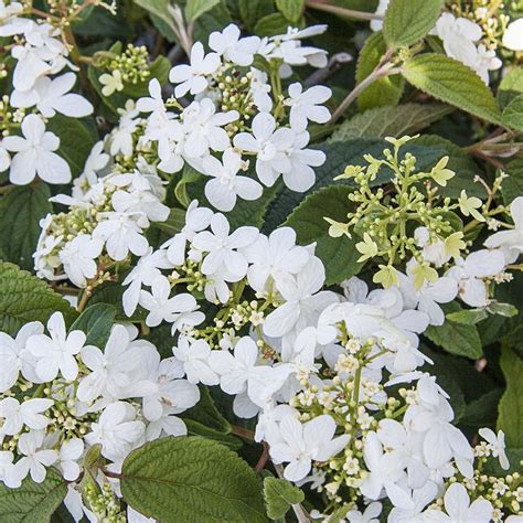 Check out more variety in our online store today. Gardens Alive! 12-oz White Summer Snowflake Viburnum ...