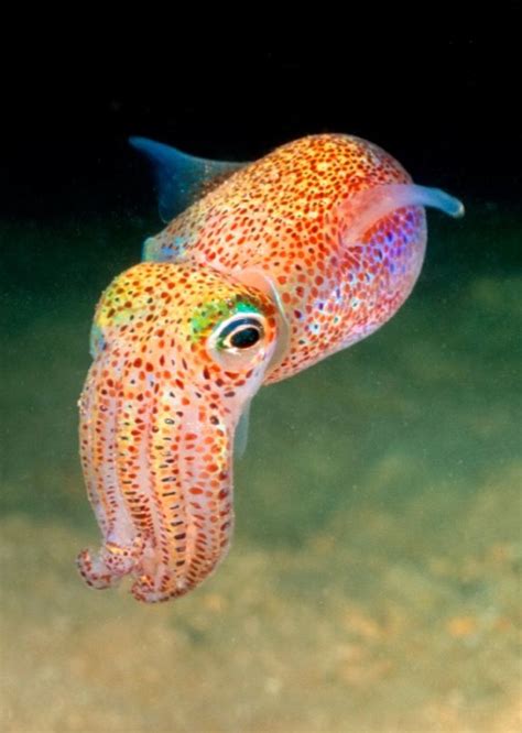Hawaiian Bobtail Squid Beautiful Sea Creatures Deep Sea Creatures