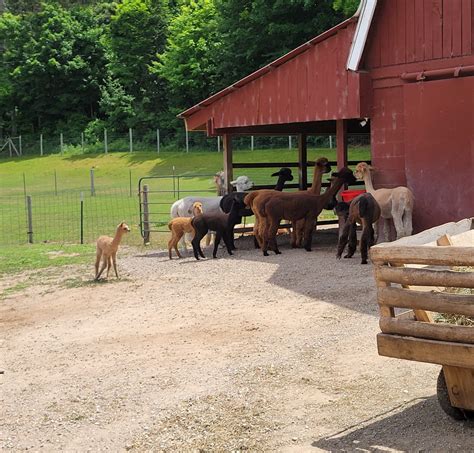 Crystal Lake Alpacas
