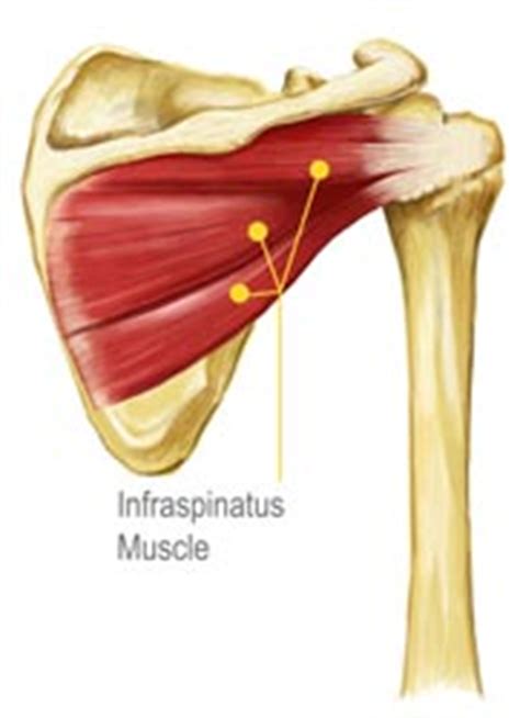 What are the parts of the knee. King Brand Shoulder Images