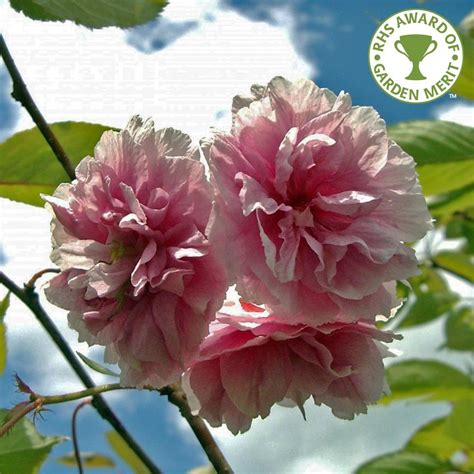 You should check the exact species of cherry tree just to be sure but yes japanese cherries are edible and within japan are actually more expensive than the american dark cherries for sale. Prunus Shirofugen Tree | Japanese Cherry Blossom Tree