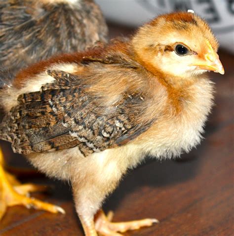 1 year old welsummer rooster. My Crazy Coop