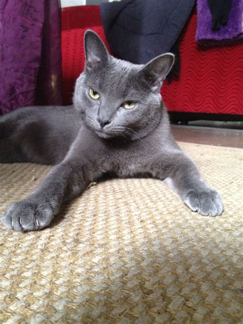 For Russian Blue Korat And Charteux Lovers My Frank N Kitty