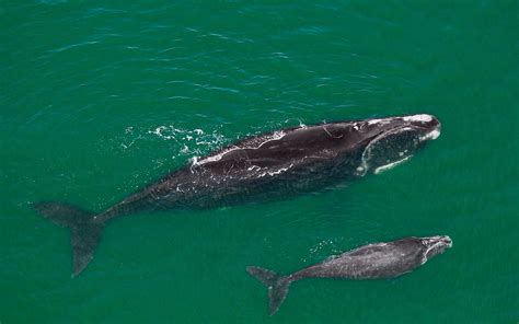 Middle english baleine whale, baleen, from latin balaena whale; The natural history of whales is written in their baleen | Aeon Essays