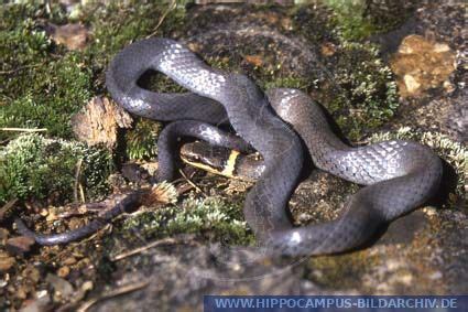 Ringhalsnatter iberische smaragdeidechse landschildkröten mallorcas. Diadophis punctatus alias Ringhalsnatter :: Hippocampus ...