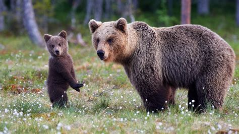 what species of bear live in russia photos russia beyond