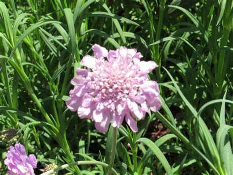 Pincushion Flower Scabiosa Flower And Garden In Japan And More