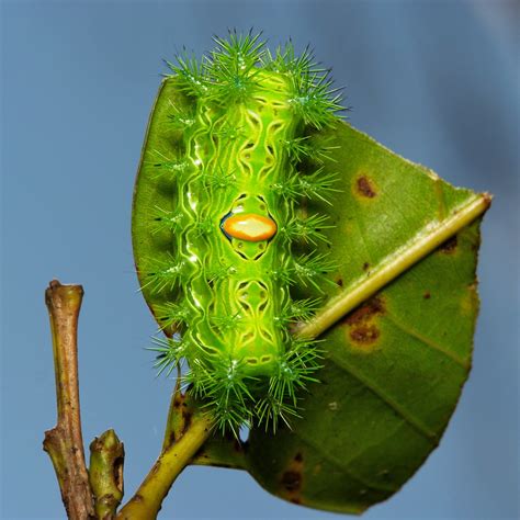 Late Instar Stinging Nettle Slug Caterpillar Cup Moth Li Flickr