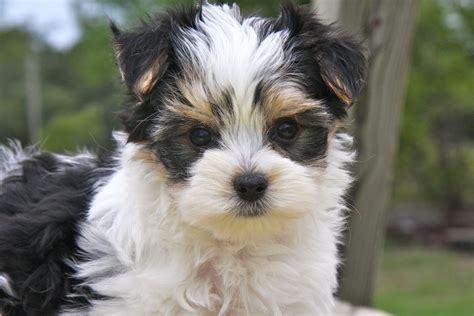 morkie-homepage.jpg (1280×855) | Morkie puppies, Puppies ...
