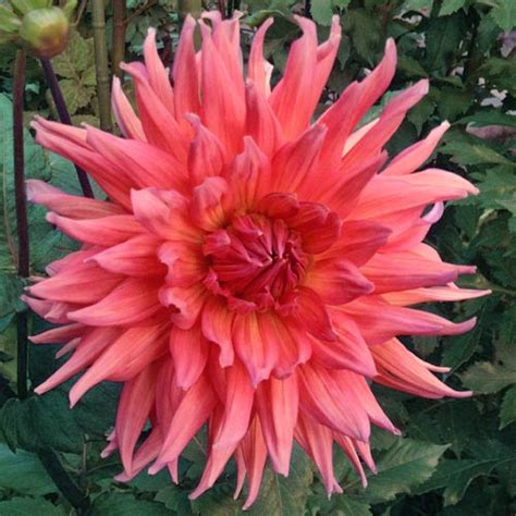 Wyn's king salmon dahlia tubers with its large shape and bright salmon color, it's no wonder where this unique dahlia got its name. Big Dahlias: Wyn's King Salmon Giant Dahlia Tubers