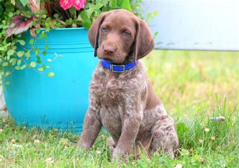 The german shorthaired and wirehaired pointers are popular in australia as the rough shooters' dog that can hunt, point and retrieve. Scott | German Shorthaired Pointer Puppy For Sale ...