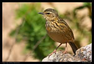Последние твиты от pipit (@pipittriani). Hidden Gems of the Shola ….. Nilgiri Pipit ...