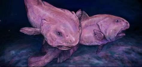A continuación veremos toda la información sobre el pez gota, una especie adoptada como mascota por la ugly animal preservation. ¿Qué sabes del pez borrón? 10 Datos que quizá no conocías
