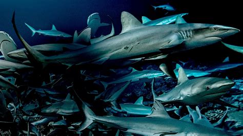 Ver 700 Requins Dans La Nuit 2018 Online Hd Dix Estreno