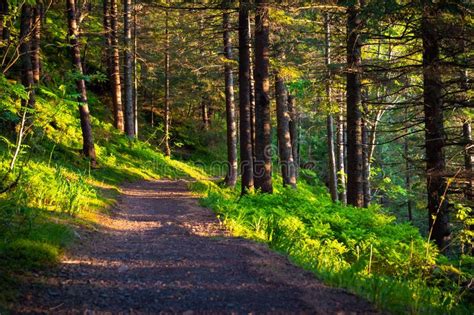 Path Forest Beautiful Forest Scenery Stock Images
