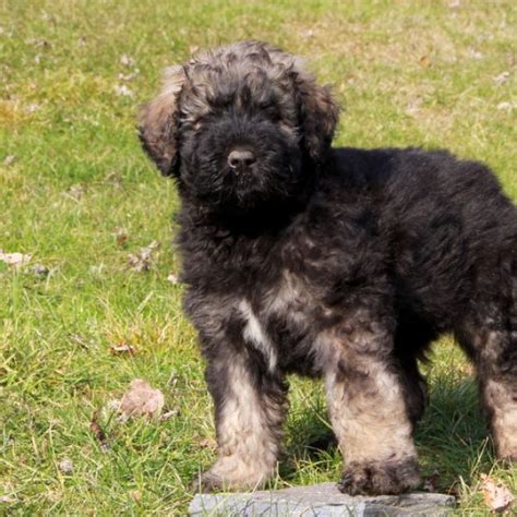 Find a bouvier des flandres puppy from reputable breeders near you and nationwide. Bouvier des Flandres Puppies for Sale | Greenfield Puppies