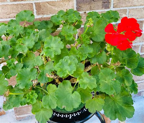 Top 20 Why Are My Geraniums Leaves Turning Yellow