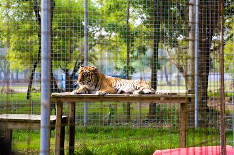 Explore an array of big cat rescue vacation rentals, including houses, apartment and condo rentals & more bookable online. Exotic Cats at Big Cat Rescue in Tampa, FL | Wander The Map
