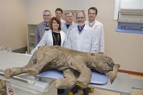 The 42000 Year Old Mammoth Appeared For The First Time