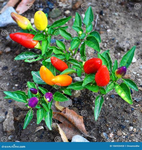 Hot Peppers Of Different Varieties Of Maturity Stock Photo Image Of
