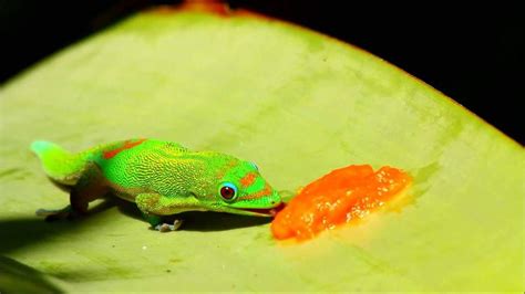 The crested gecko will kill and probably eat the other animal. Gold Dust Day Gecko Care Sheet | Wiki | Reptiles Amino