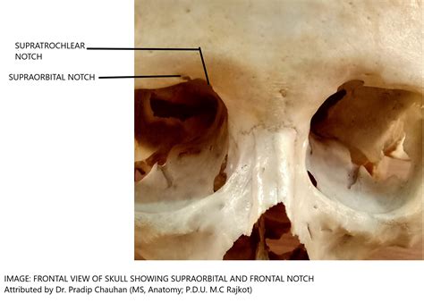 Anatomy Head And Neck Supratrochlear Article