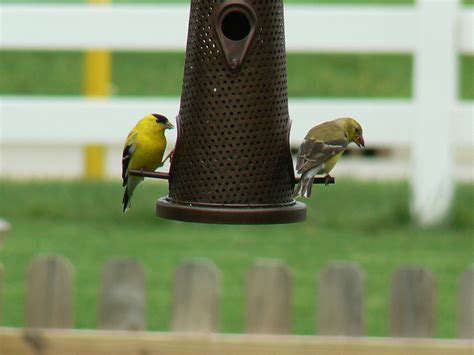 Backyard Birds Flickr