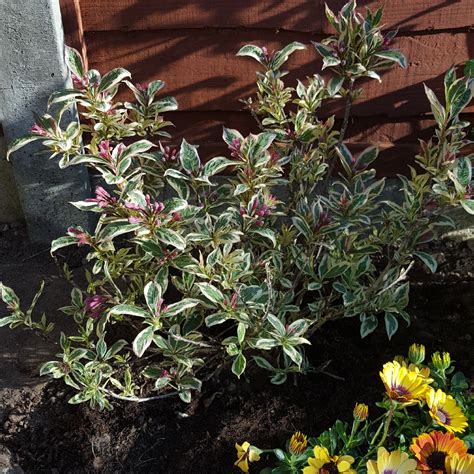 Even before the first flowers appear, rainbow sensation™ will brighten your garden with its attractive, variegated foliage. Weigela florida 'Kolmagira' syn. Weigela florida 'Magical ...