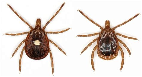 Oklahoma Is Ehrlichiosis Central And Common Lone Star Ticks Which