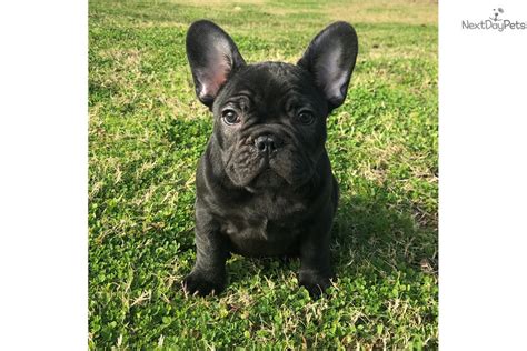 French bulldog rescue located in the rocky mountains. Petunia : French Bulldog puppy for sale near Tyler / East ...