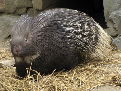 Porcupine | The Life of Animals