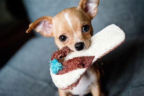The 155 Most Popular Chihuahua Names The Dog People